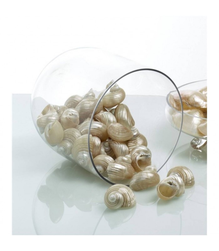 CONCHA IMPERIALIS 02-07