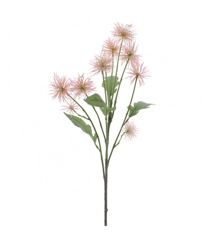 XANTHIUM ROSA 6876-12