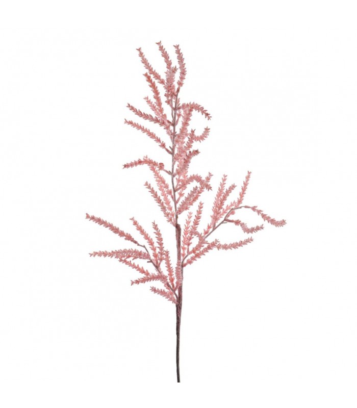 TAMARIX ROSA 7648-12