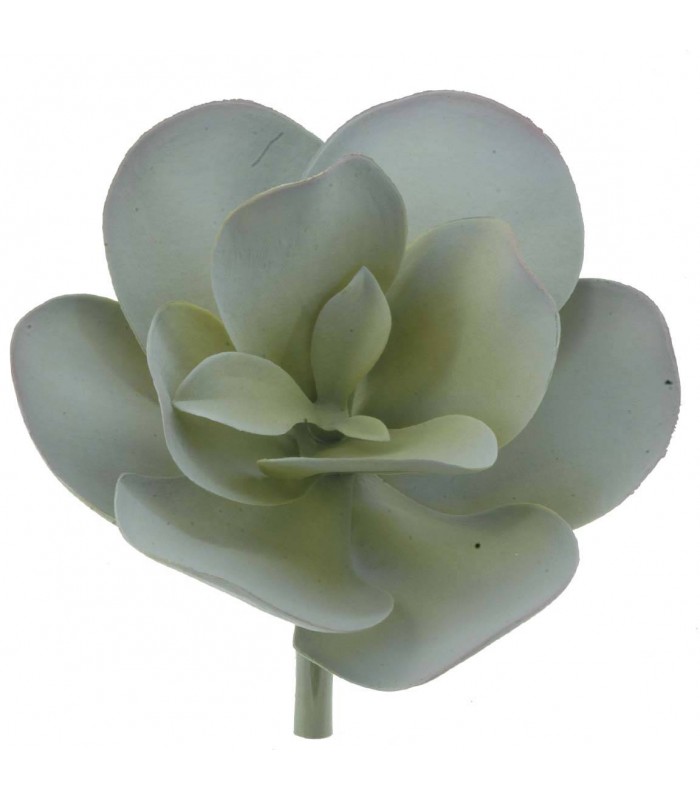 COTILEDON GRIS 9423-18