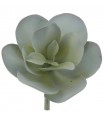 COTILEDON GRIS 9423-18