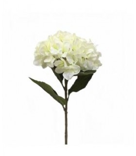 HORTENSIA 80* 165-0064