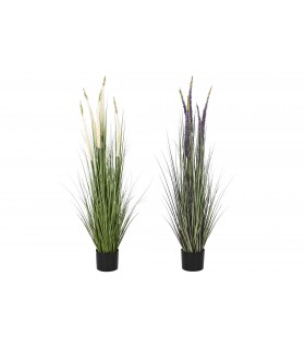 PLANTA COLA DE ZORRO 35*120CM JA-209891