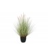 PLANTA COLA DE PERRO 50*90CM  JA-209883