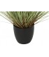 PLANTA COLA DE PERRO 50*90CM  JA-209883