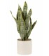 SANSEVIERIA 16*59CM 33023