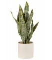 SANSEVIERIA 16*59CM 33023
