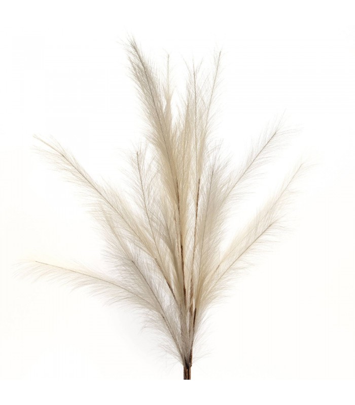 PAMPAS PLUMA X3 H110CM 158176