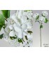 VIBURNIUM BLANCO 83CM 072-017
