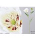 AMAPOLA BLANCA 82CM 072-117