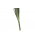 PLANTA CARRIZO 12*106CM JA-181933