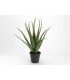 ALOE VERA 45CM 146890