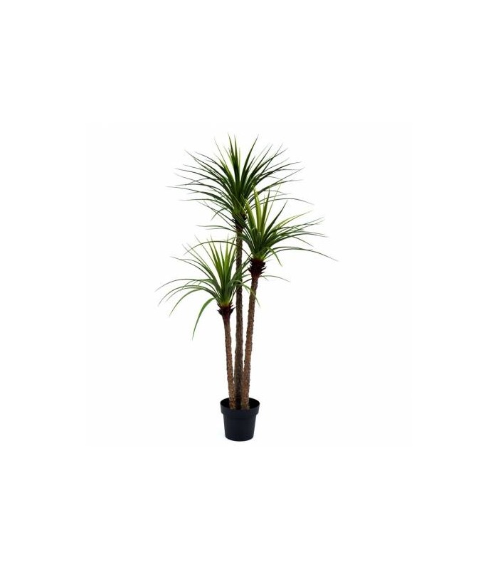 PLANTA DRACENA 80*160CM 199-2202