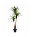 PLANTA DRACENA 80*160CM 199-2202