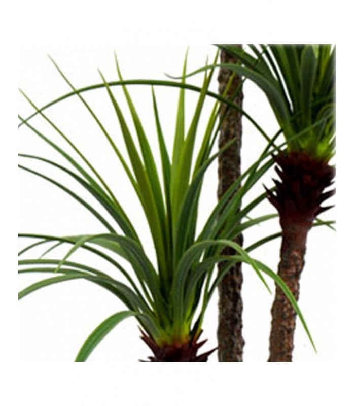 PLANTA DRACENA 80*160CM 199-2202
