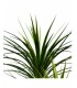 PLANTA DRACENA 80*160CM 199-2202