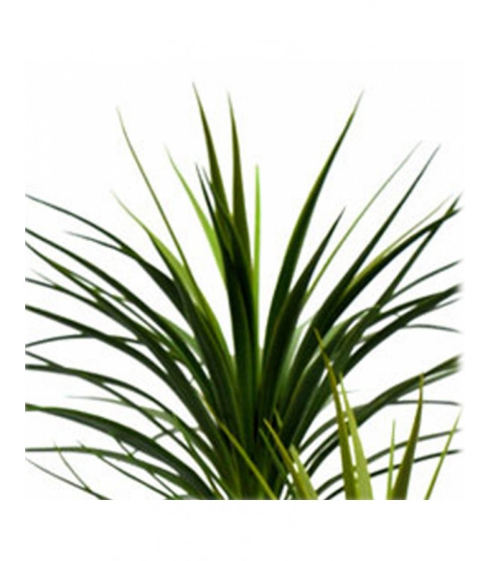 PLANTA DRACENA 80*160CM 199-2202