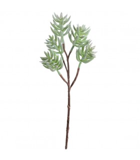 HAWORTIA MINI X5 9747-09