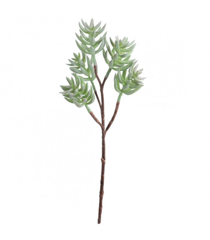 HAWORTIA MINI X5 9747-09