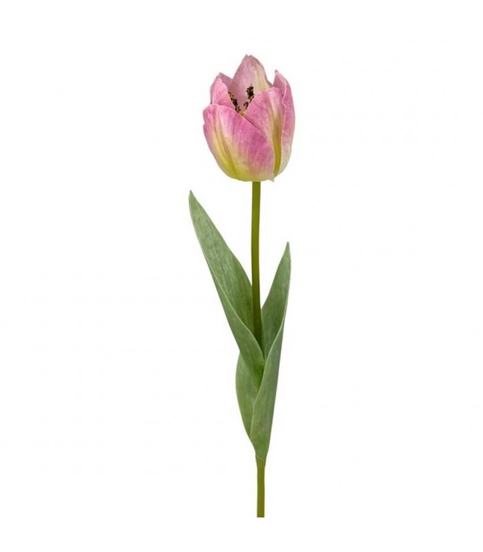 TULIPAN 48CM G768