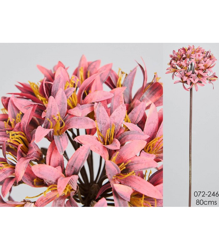 AGAPANTHUS BURGUNDY 80CM 072-246