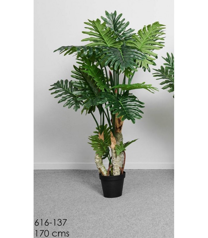 Planta Arbol philodendron 170Cm 616-137
