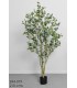 Planta Arbol Eucalipto 210Cm 694-019