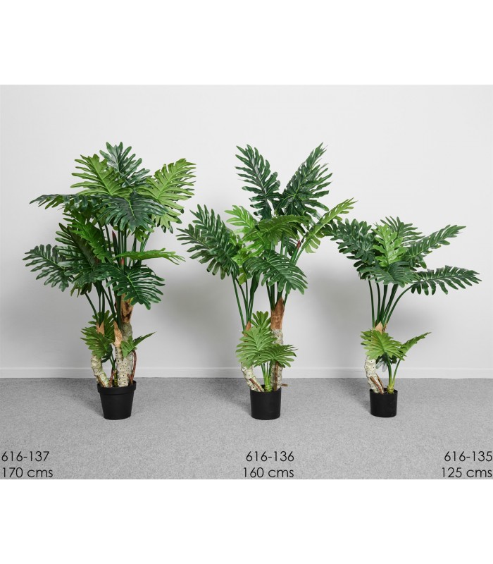 Planta Arbol philodendron 170Cm 616-137