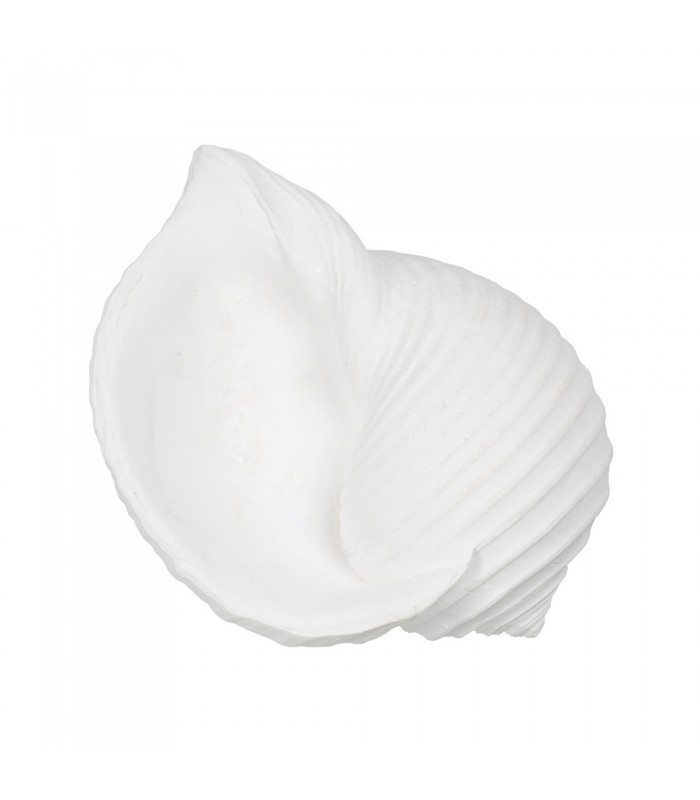 CARACOLA RESINA 15*11*9CM 610998