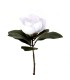 MAGNOLIA BLANCA 165-0051