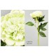 PEONIA TACTO REAL 56CM 618-016/7/8/20