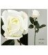 ROSA BLANCA 70CM 618-026
