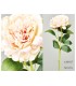 PEONIA TACTO REAL 56CM 618-016/7/8/20