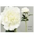 PEONIA TACTO REAL 56CM 618-016/7/8/20
