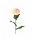 DALIA POMPON 75CM 165-0151/2