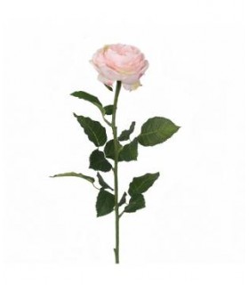 ROSA 71CM 276-02PK/PL/WT