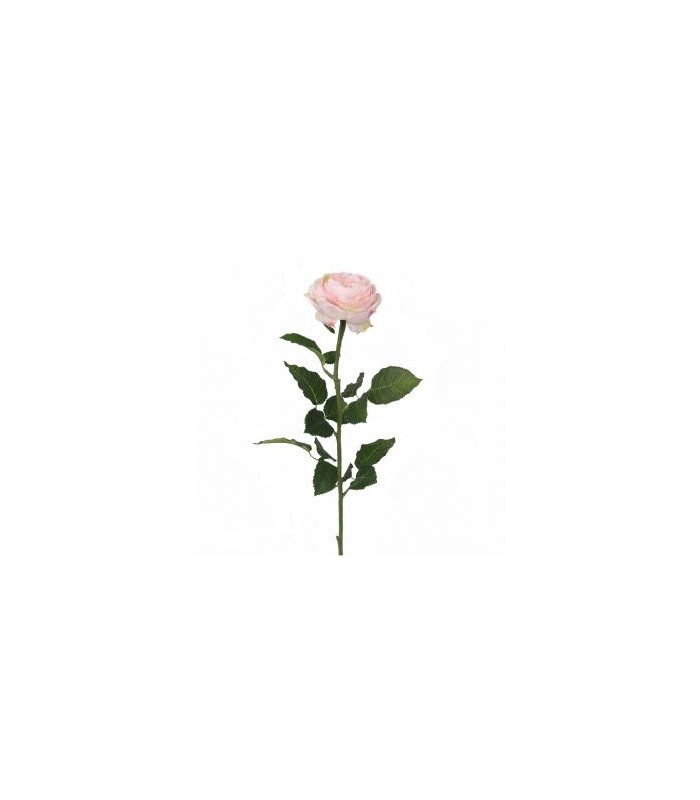 ROSA 71CM 276-02PK/PL/WT