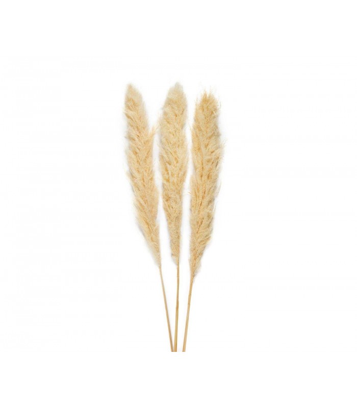 FLOR SECA NAT PAMPAS 3UNI AX70131