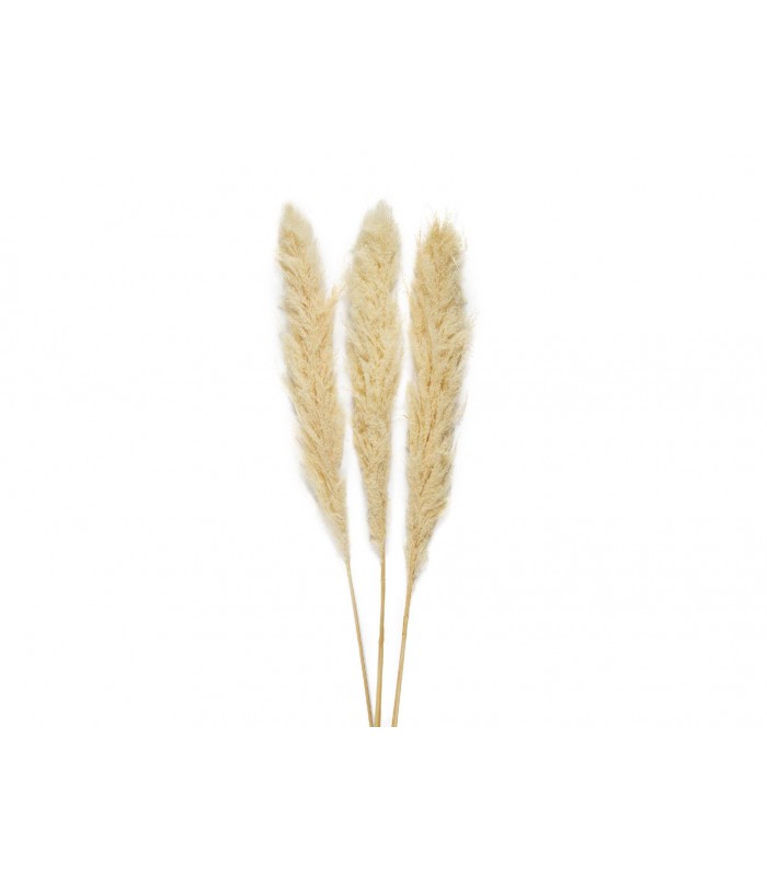 FLOR SECA PAMPAS CR 3 UNI AX70132