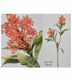 RAMA SKIMMIA 74CM 472-770/1