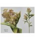RAMA SKIMMIA 74CM 472-770/1